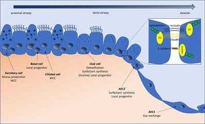 The Epithelial-Immune Crosstalk in Pulmonary Fibrosis